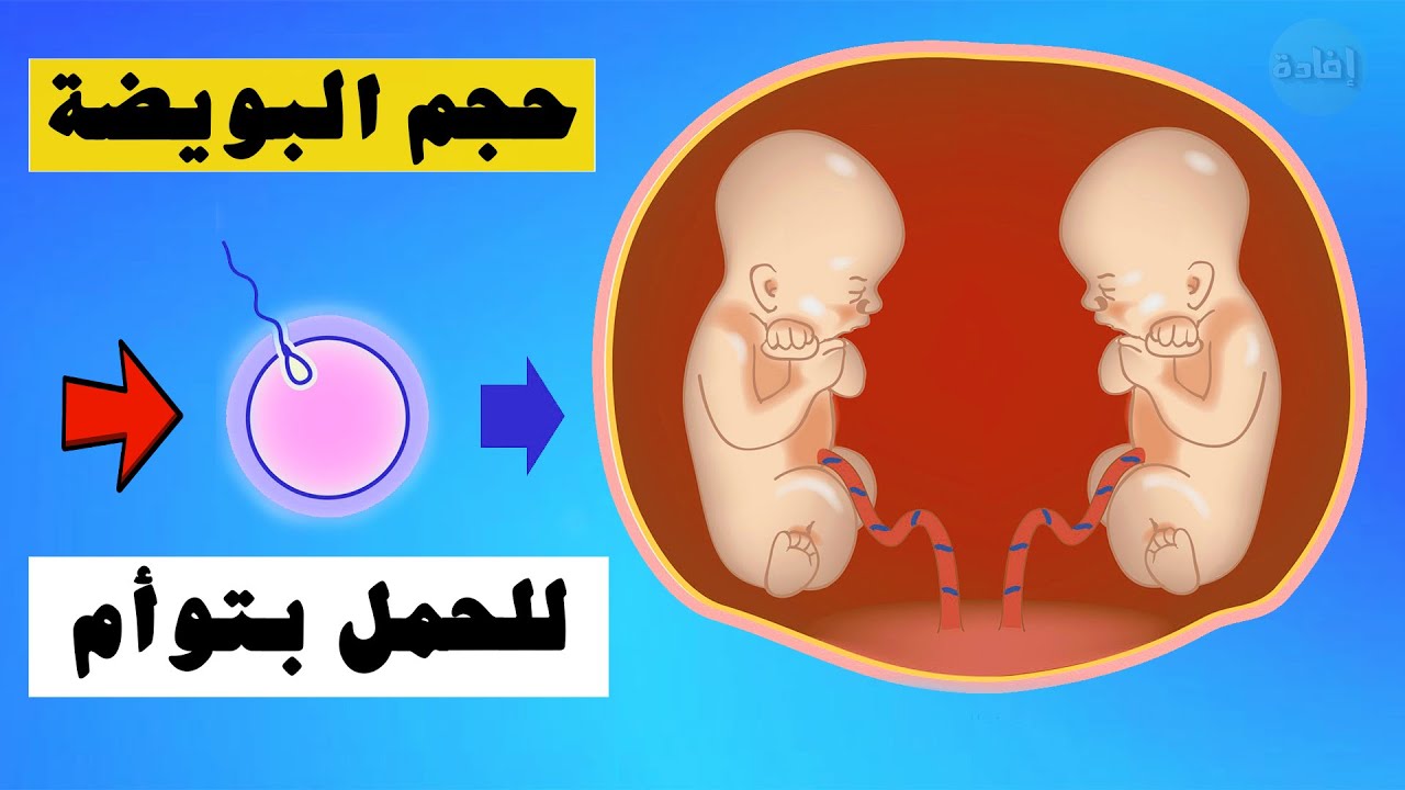 اللي حملت بتوأم كم كان حجم البويضة