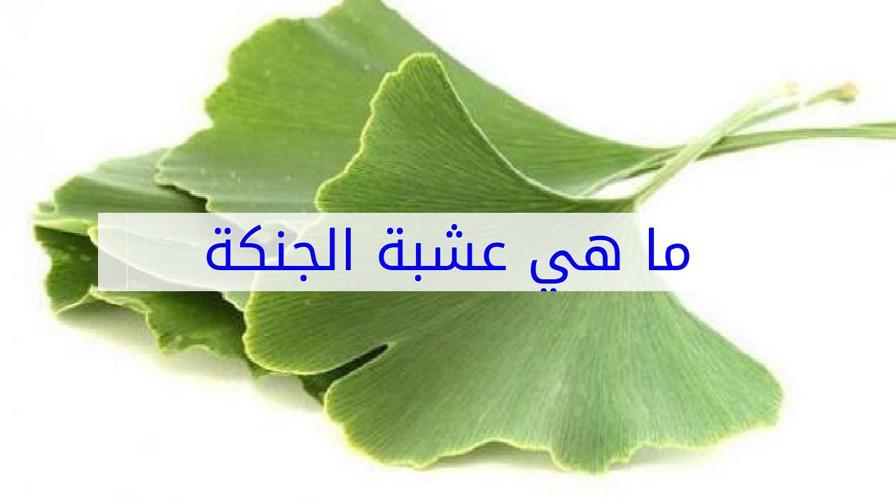 ما هي فوائد استخدام الجنكه بيلوبا